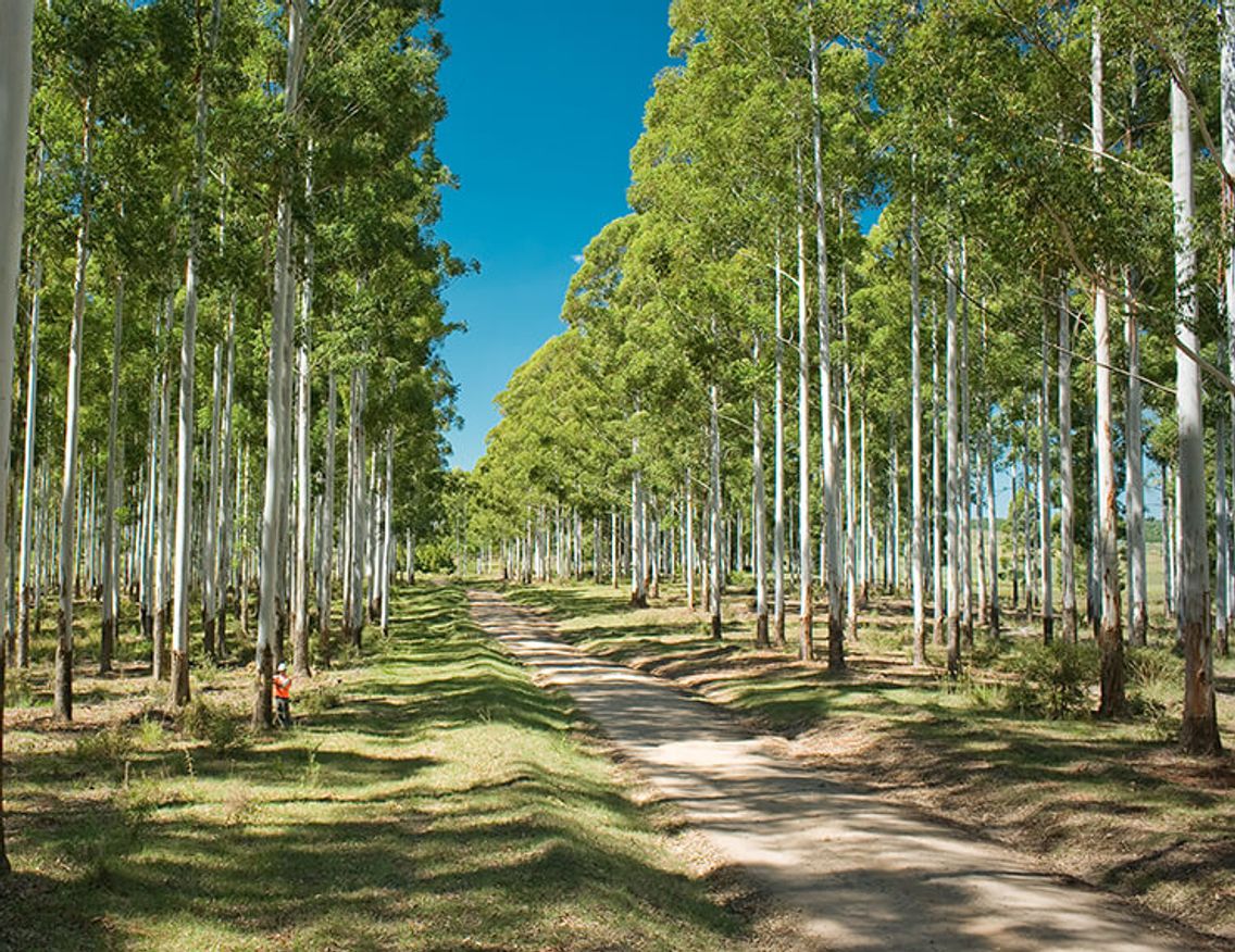 Image alt text