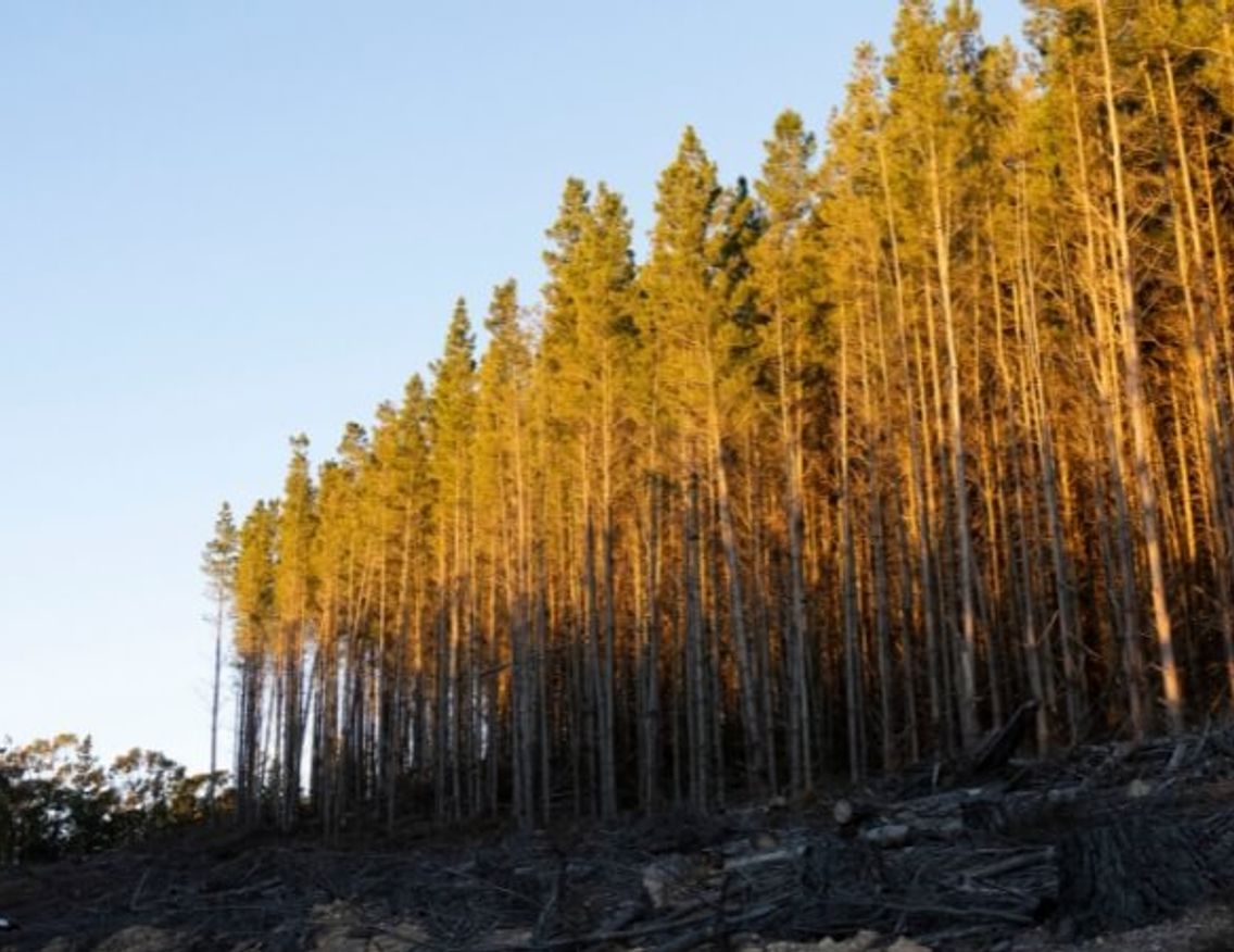 Image alt text